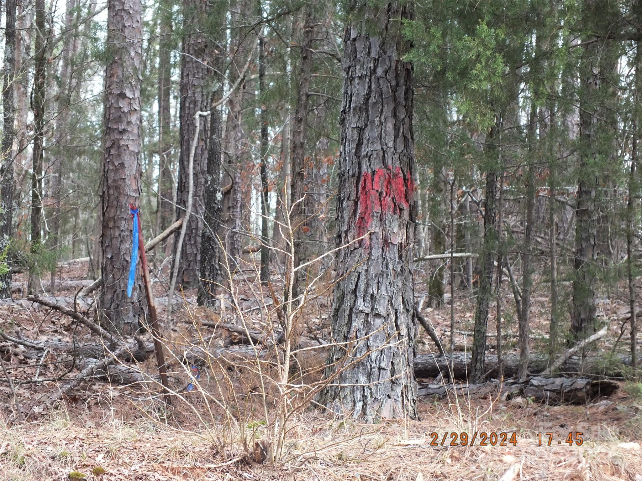 0 Craig Farm Road Lancaster, SC 29720 - Photo 12 of 13 a flag is sitting in the middle of a forest