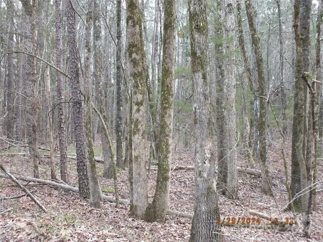 a close up of a plant