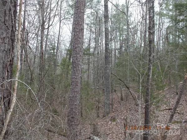 a view of forest