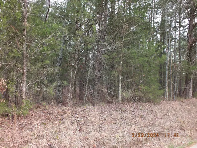 a view of a forest with trees in the background