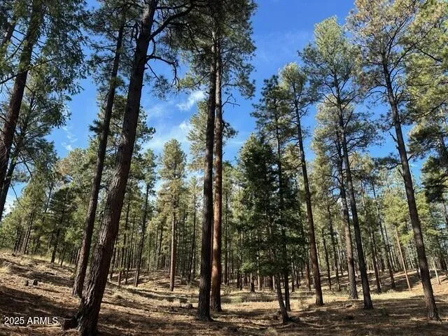 a view of a yard with trees