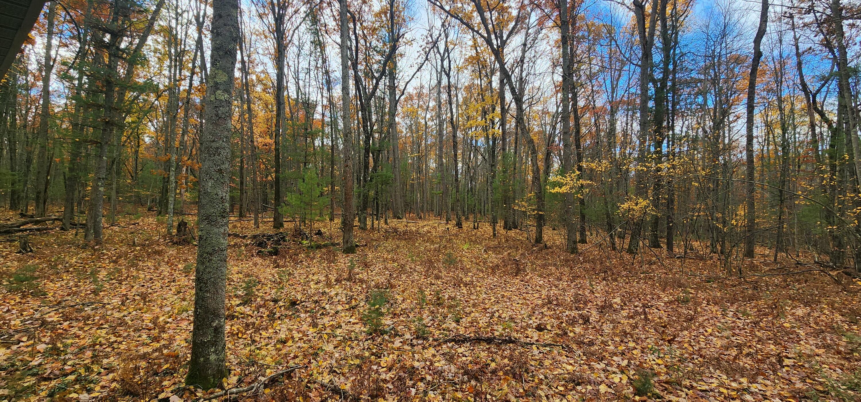5867 West 9 Mile Road Irons, MI 49644 - Photo 22 of 22 20231028_122243
