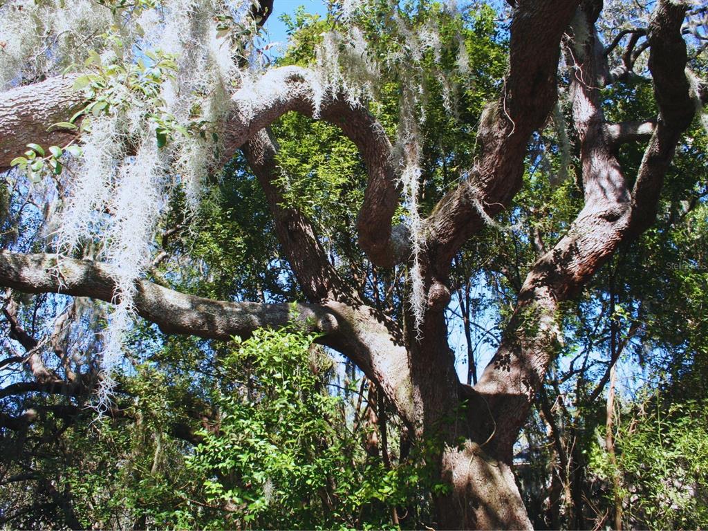 130 Wood Ridge Trail Sanford, FL 32771 - Photo 37 of 41