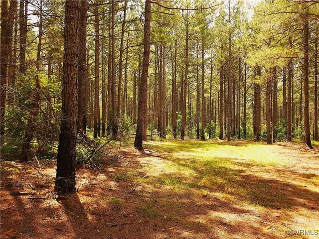 a view of a forest with a houses