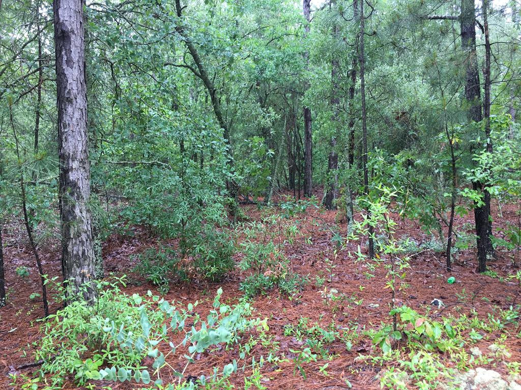 0 Pearl Bonnett Road Windsor, SC 29856 - Photo 1 of 1 Main View