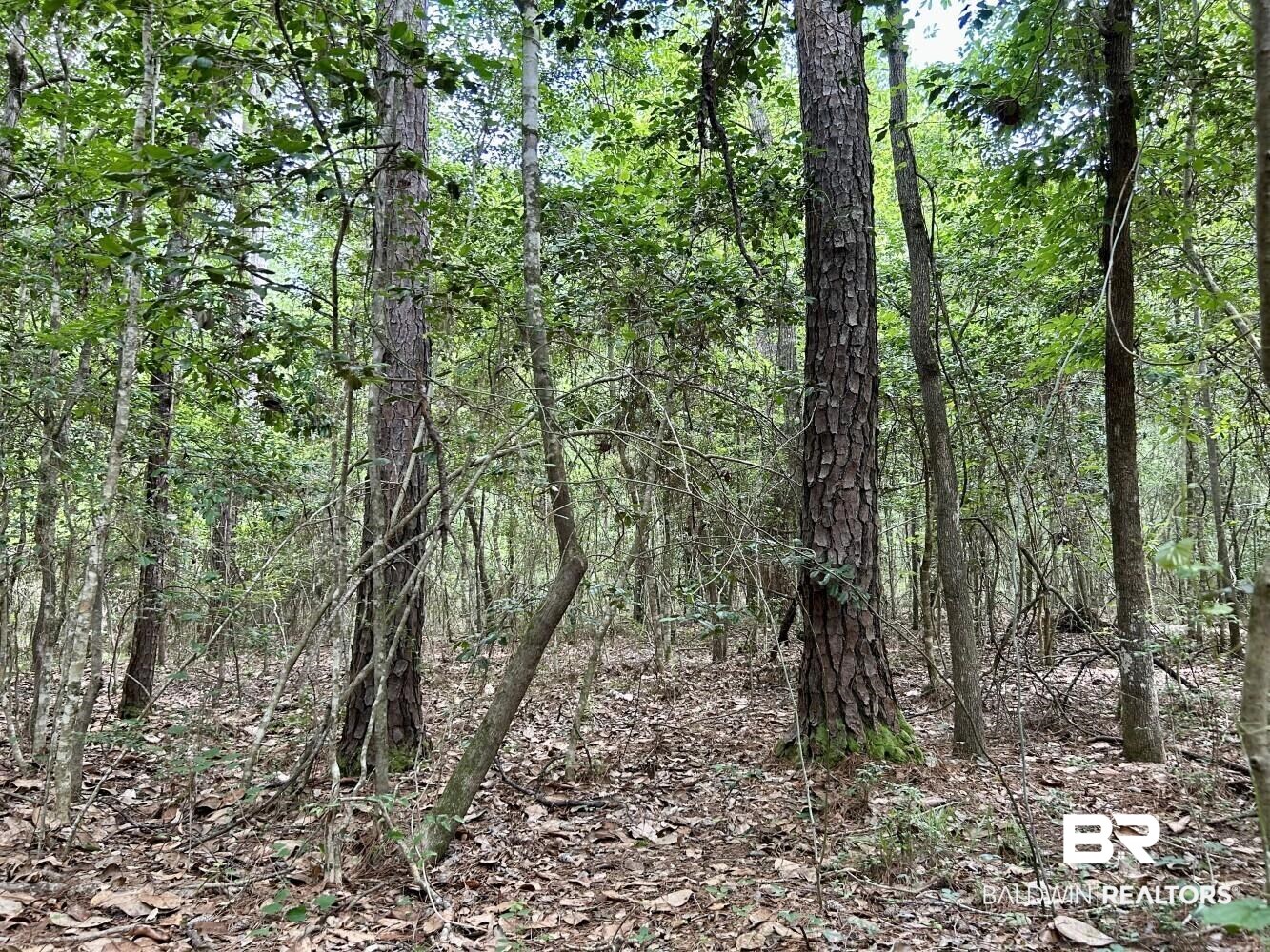 0 Thompson Road Stockton, AL 36579 - Photo 14 of 15 View of nature
