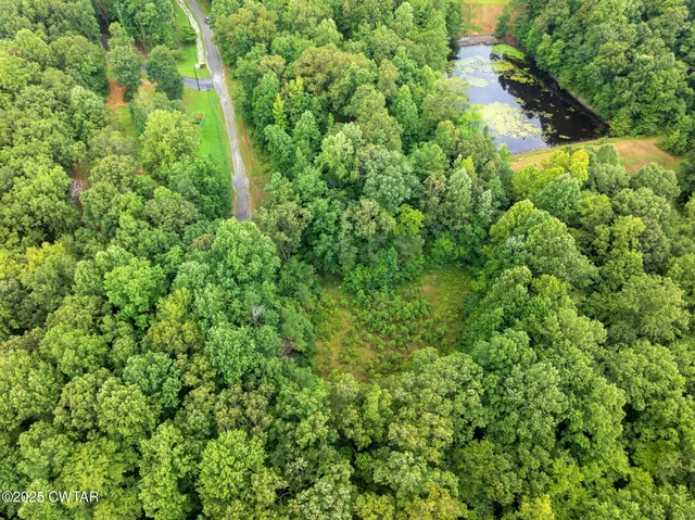 a view of a lush green forest