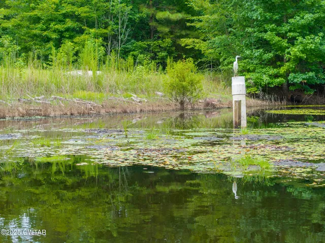 a large body of water with a large trees