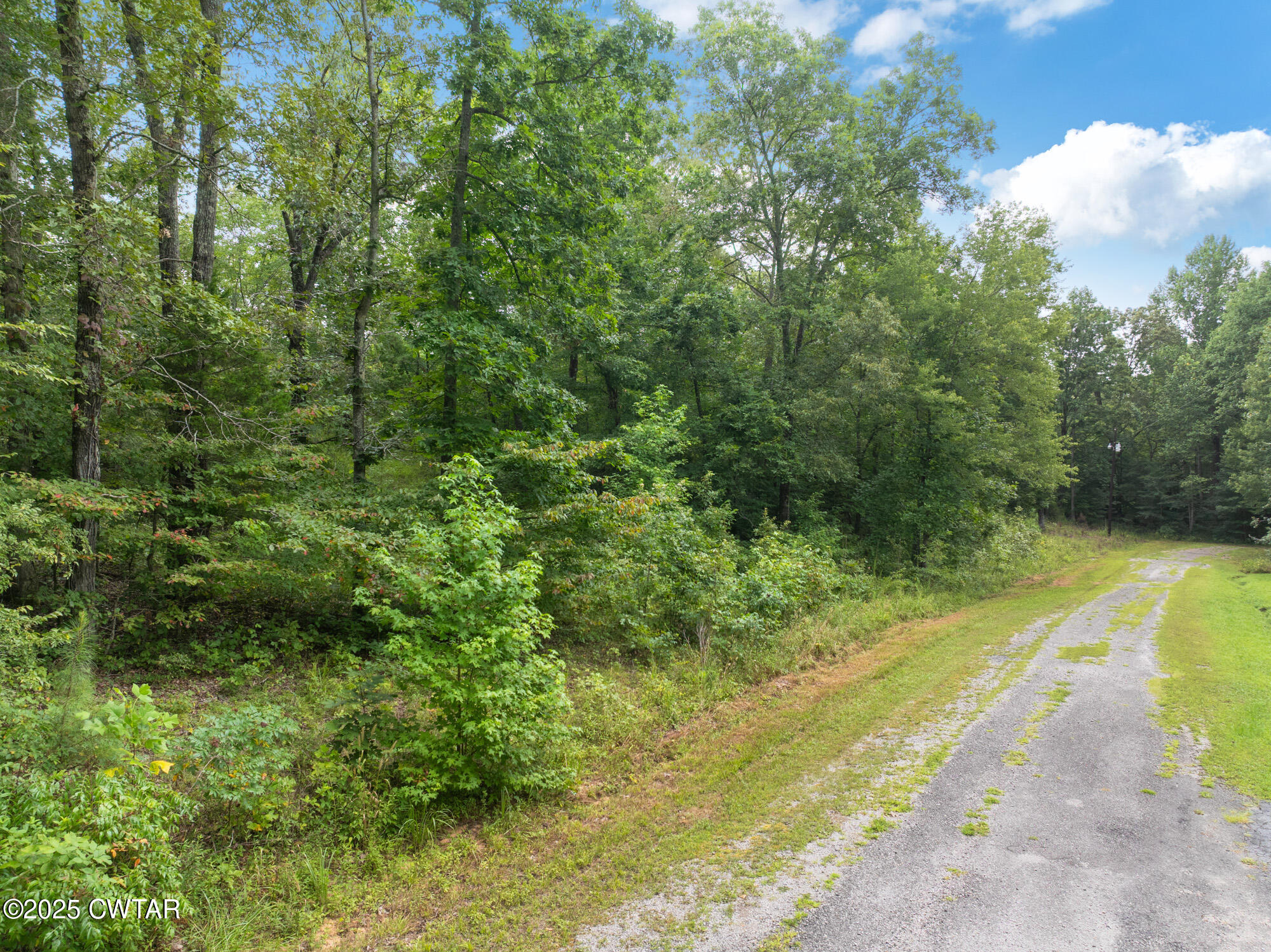 213 Jason Hollow Road Cedar Grove, TN 38321 - Photo 5 of 18 a view of a yard with plants