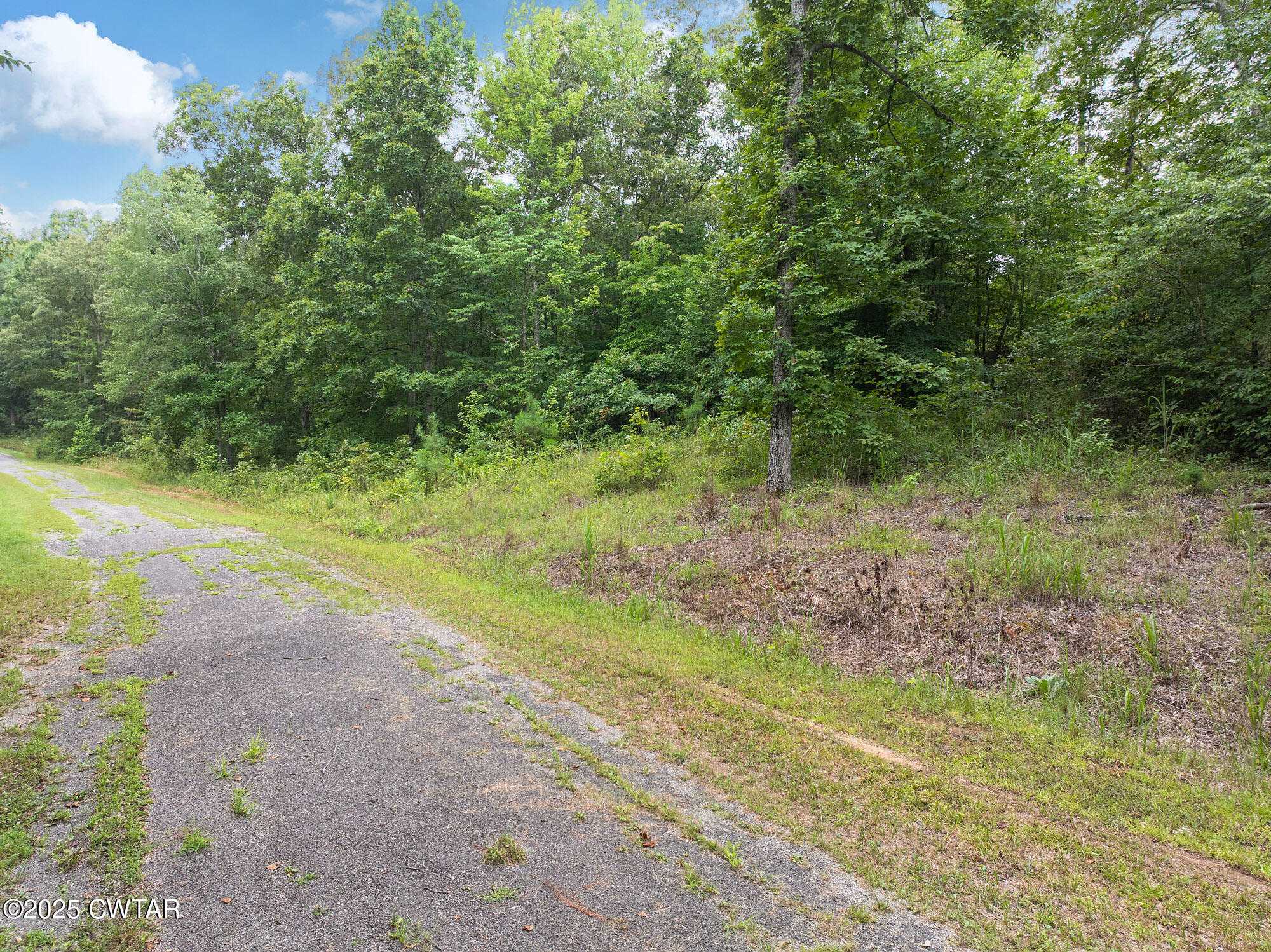 213 Jason Hollow Road Cedar Grove, TN 38321 - Photo 6 of 18 a view of a yard with a tree