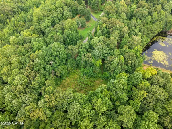 a view of a lush green forest with a tree