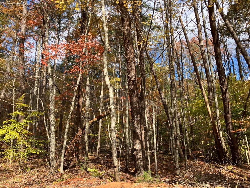 39-acres Hedden Stiles Road Murphy, NC 28906 - Photo 11 of 30 a view of outdoor space