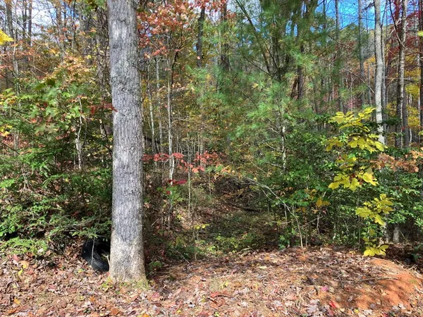 a view of a forest with a tree