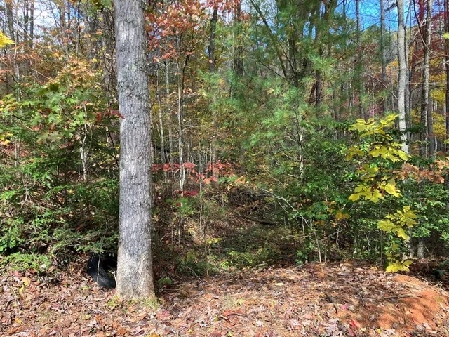 a view of a forest with a tree