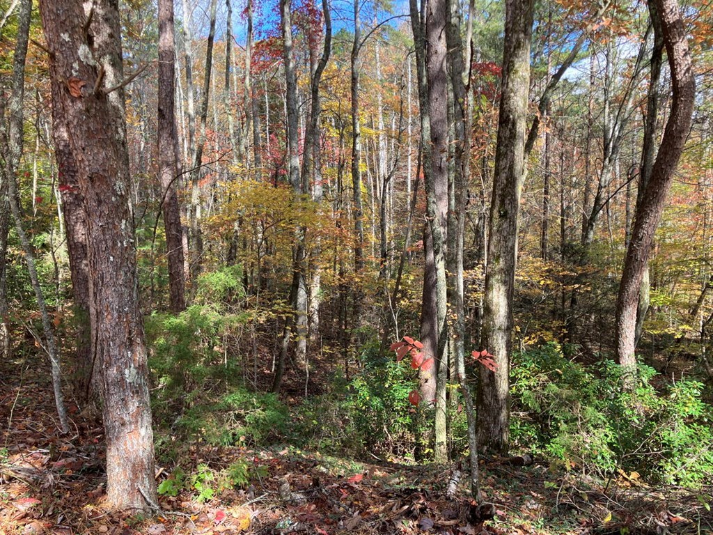39-acres Hedden Stiles Road Murphy, NC 28906 - Photo 13 of 30 a view of pathway with yard