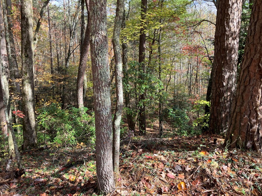 39-acres Hedden Stiles Road Murphy, NC 28906 - Photo 14 of 30 a view of a forest with trees