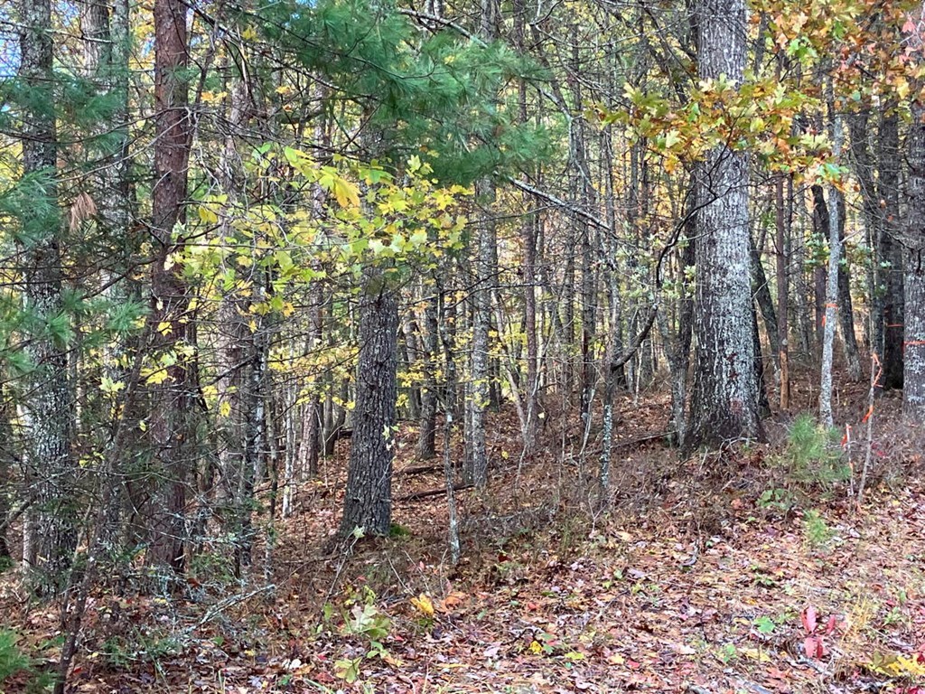 39-acres Hedden Stiles Road Murphy, NC 28906 - Photo 15 of 30 a backyard of a house with lots of green space