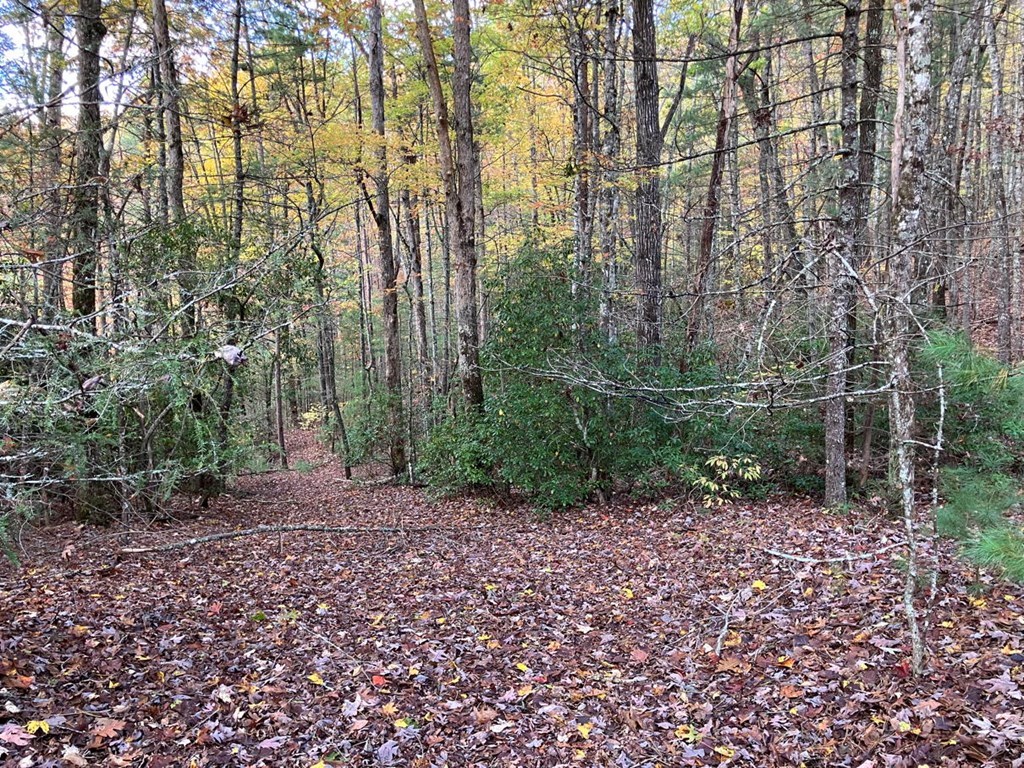 39-acres Hedden Stiles Road Murphy, NC 28906 - Photo 17 of 30 a view of a yard with large trees