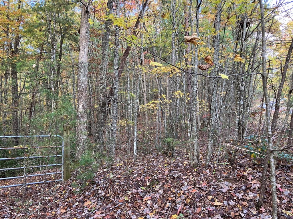 39-acres Hedden Stiles Road Murphy, NC 28906 - Photo 18 of 30 a view of a yard with plants and trees