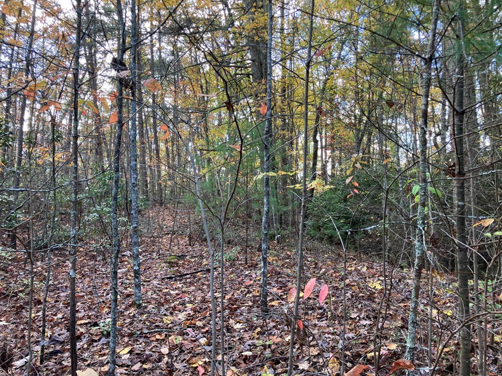 39-acres Hedden Stiles Road Murphy, NC 28906 - Photo 20 of 30