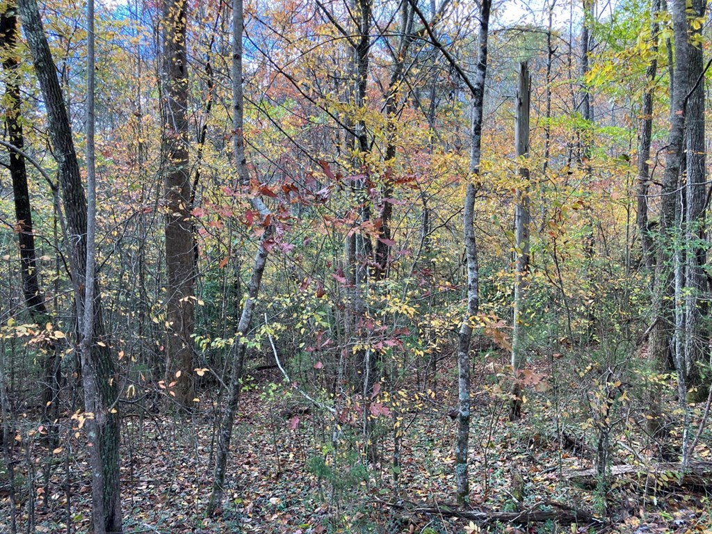 39-acres Hedden Stiles Road Murphy, NC 28906 - Photo 2 of 30 a view of forest