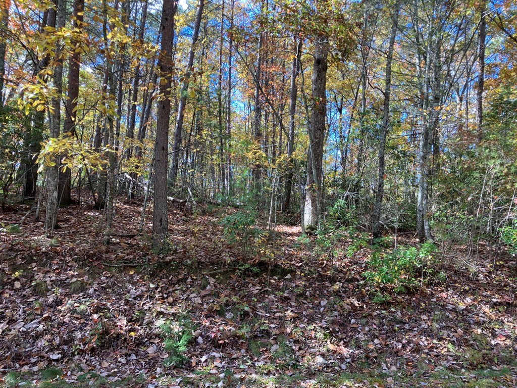 39-acres Hedden Stiles Road Murphy, NC 28906 - Photo 21 of 30 a view of forest