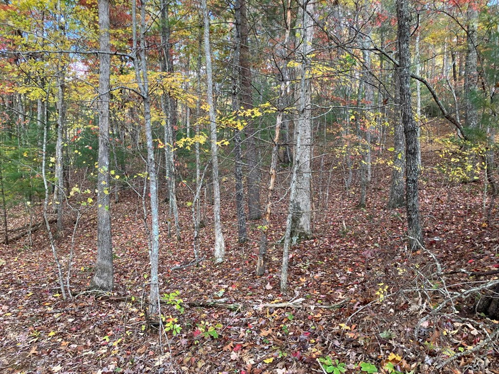 39-acres Hedden Stiles Road Murphy, NC 28906 - Photo 23 of 30 a view of a forest