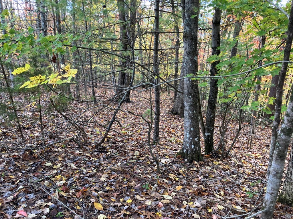 39-acres Hedden Stiles Road Murphy, NC 28906 - Photo 24 of 30 a backyard of a house with lots of green space
