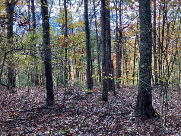 a view of a forest with trees