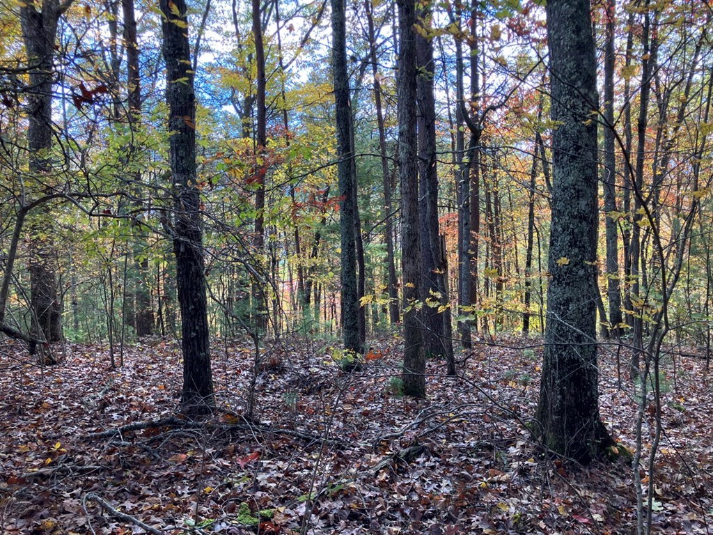39-acres Hedden Stiles Road Murphy, NC 28906 - Photo 25 of 30 a view of outdoor space with lots of trees