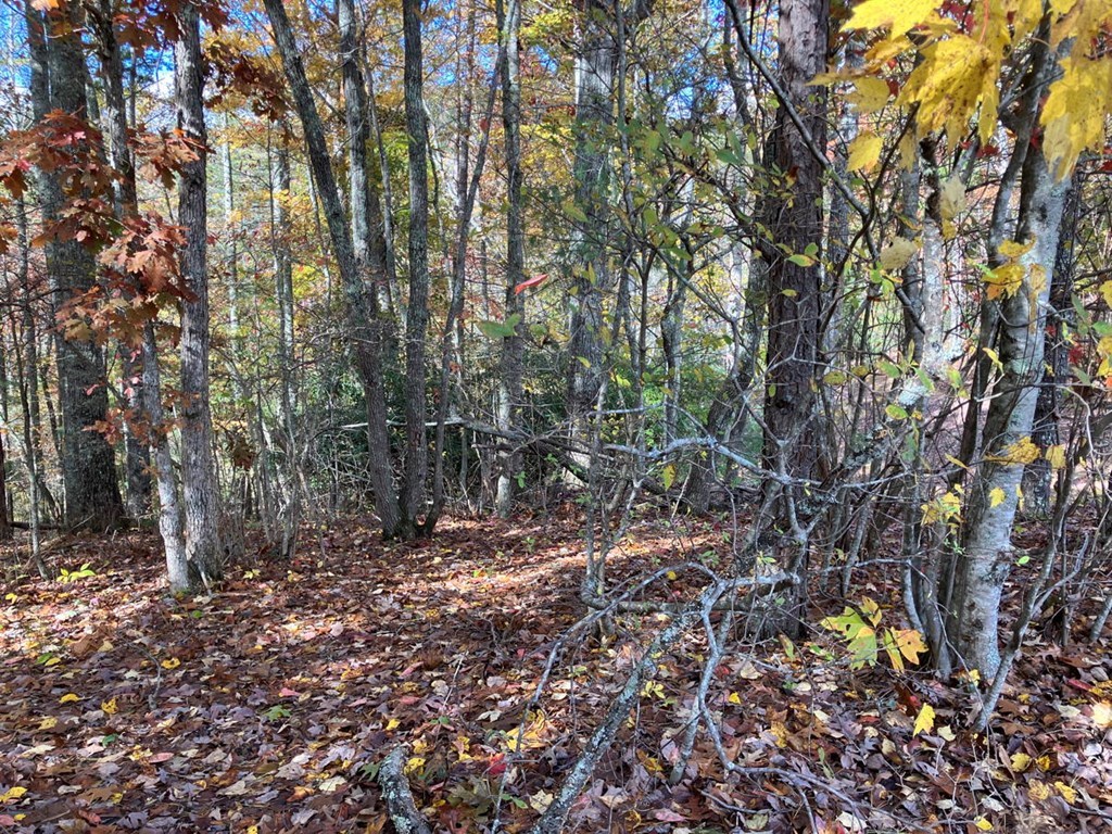 39-acres Hedden Stiles Road Murphy, NC 28906 - Photo 27 of 30 a view of forest