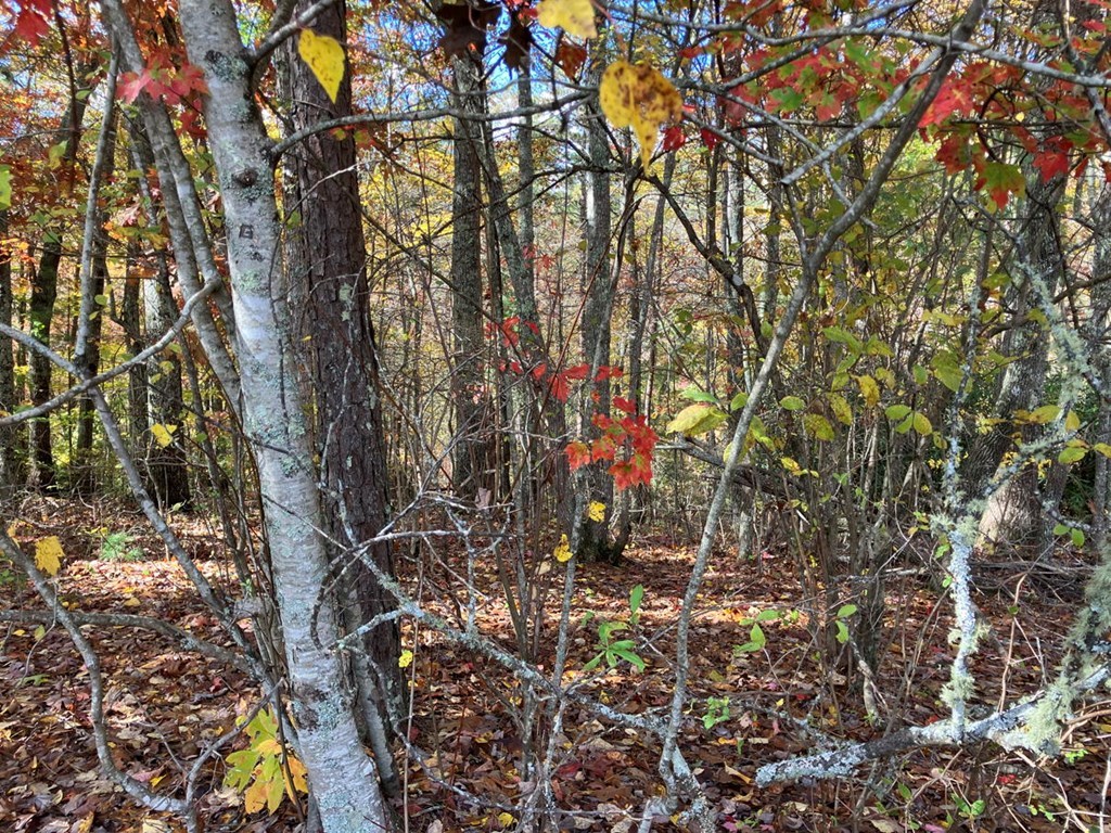 39-acres Hedden Stiles Road Murphy, NC 28906 - Photo 28 of 30 a backyard of a house with lots of green space