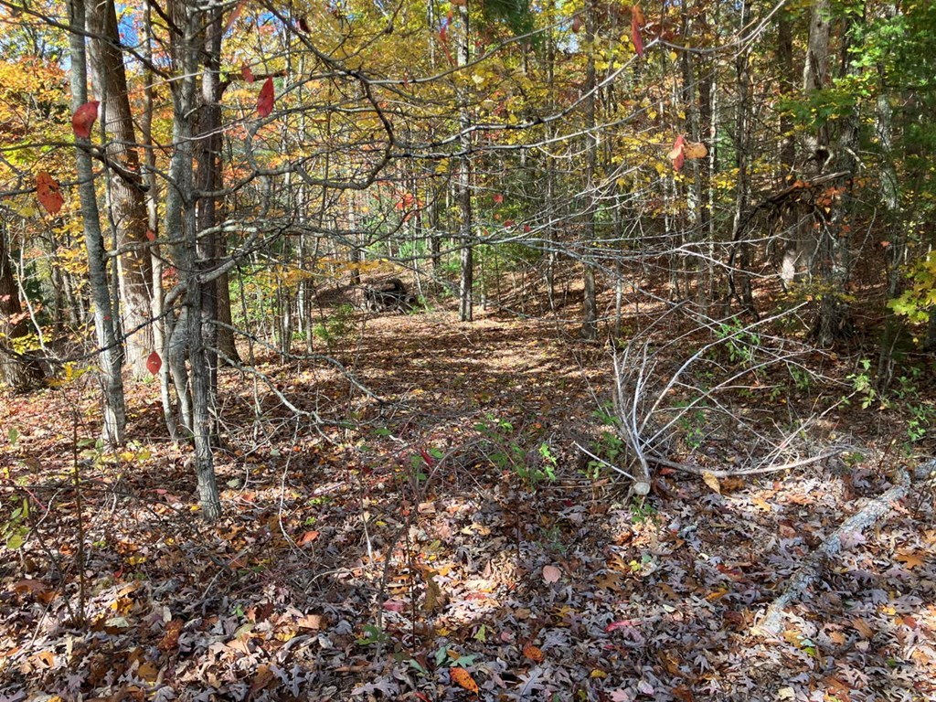 39-acres Hedden Stiles Road Murphy, NC 28906 - Photo 30 of 30 a view of forest