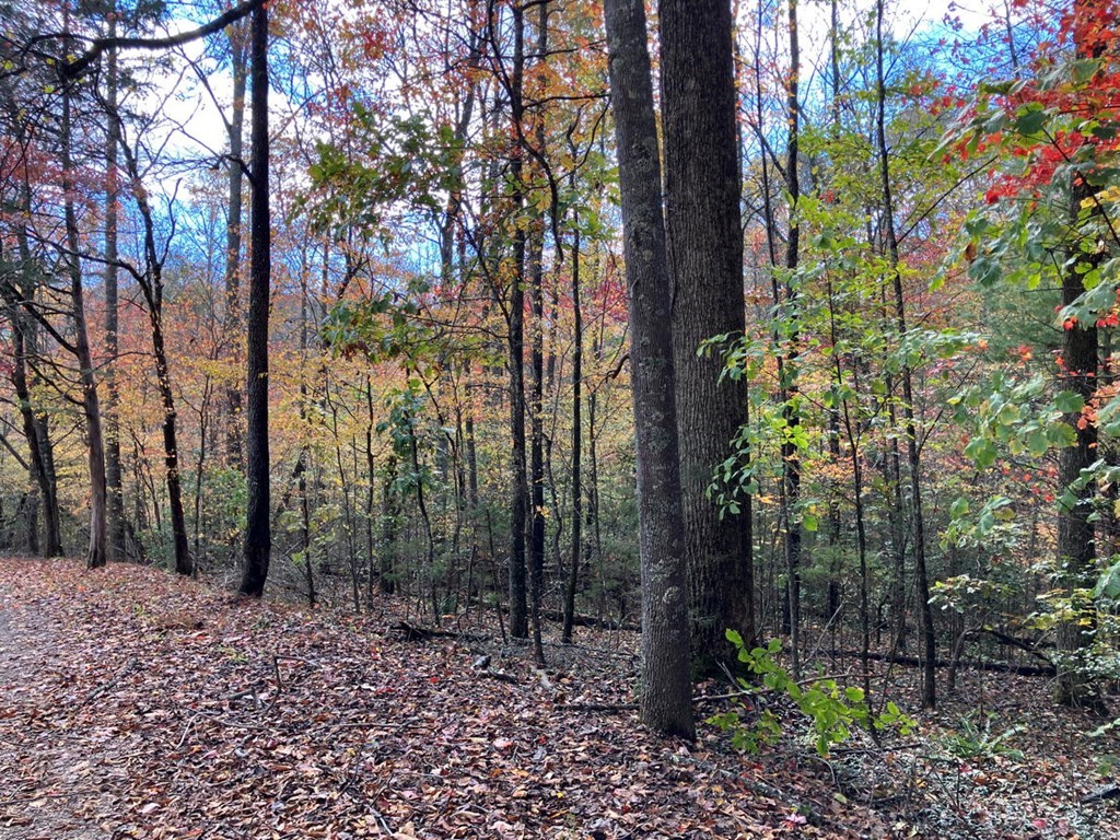39-acres Hedden Stiles Road Murphy, NC 28906 - Photo 4 of 30 a view of a forest with trees