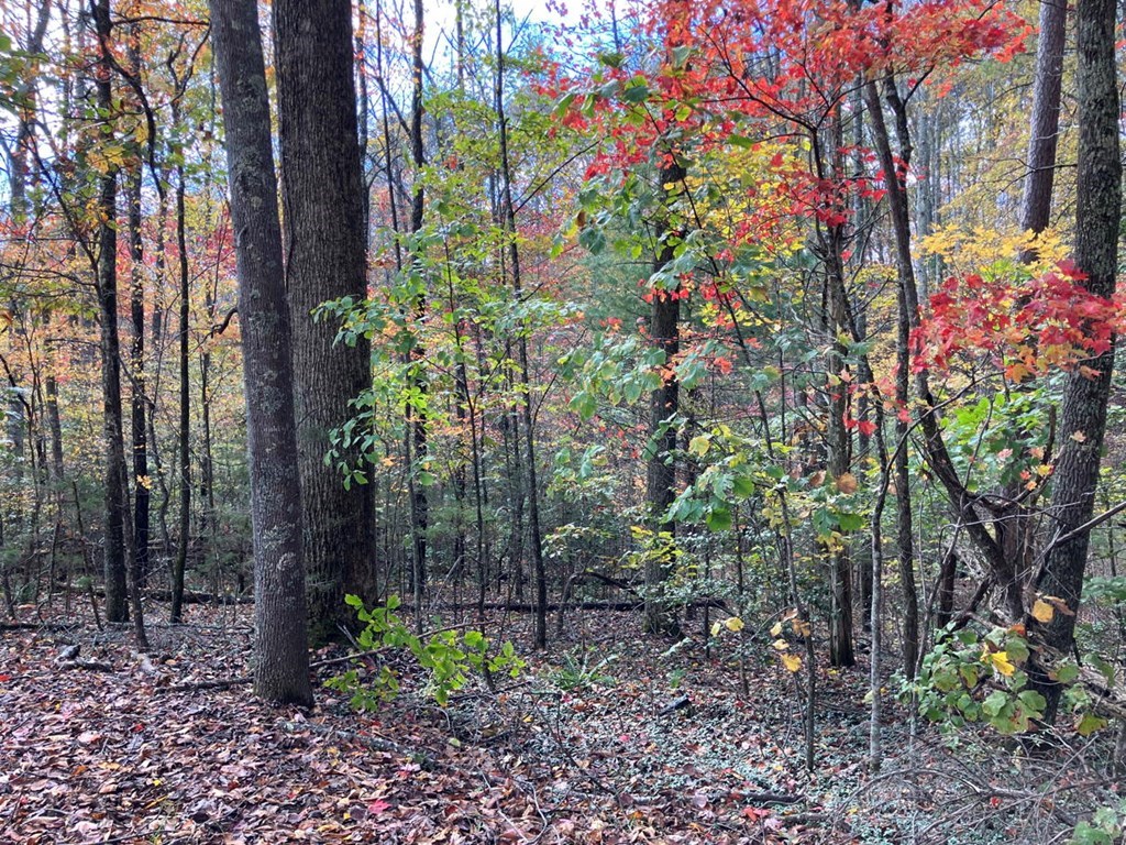 39-acres Hedden Stiles Road Murphy, NC 28906 - Photo 5 of 30 a backyard of a house with lots of green space