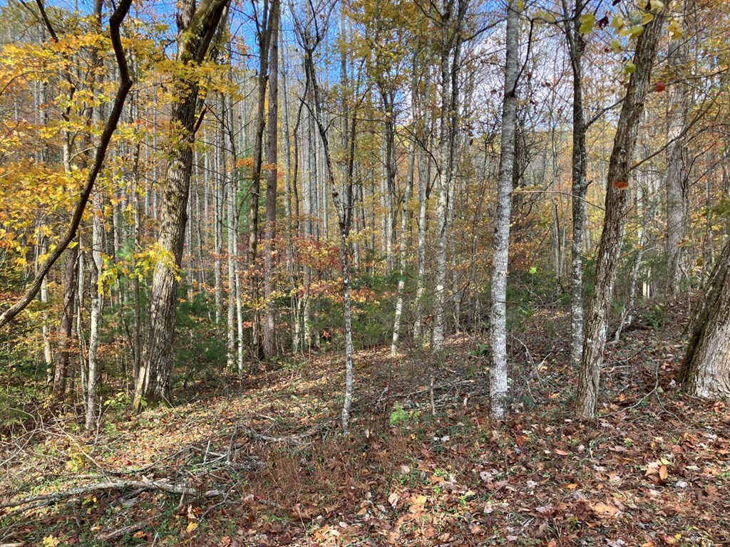39-acres Hedden Stiles Road Murphy, NC 28906 - Photo 6 of 30 a view of a yard with plants and large trees