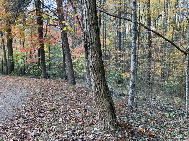 a view of a forest view