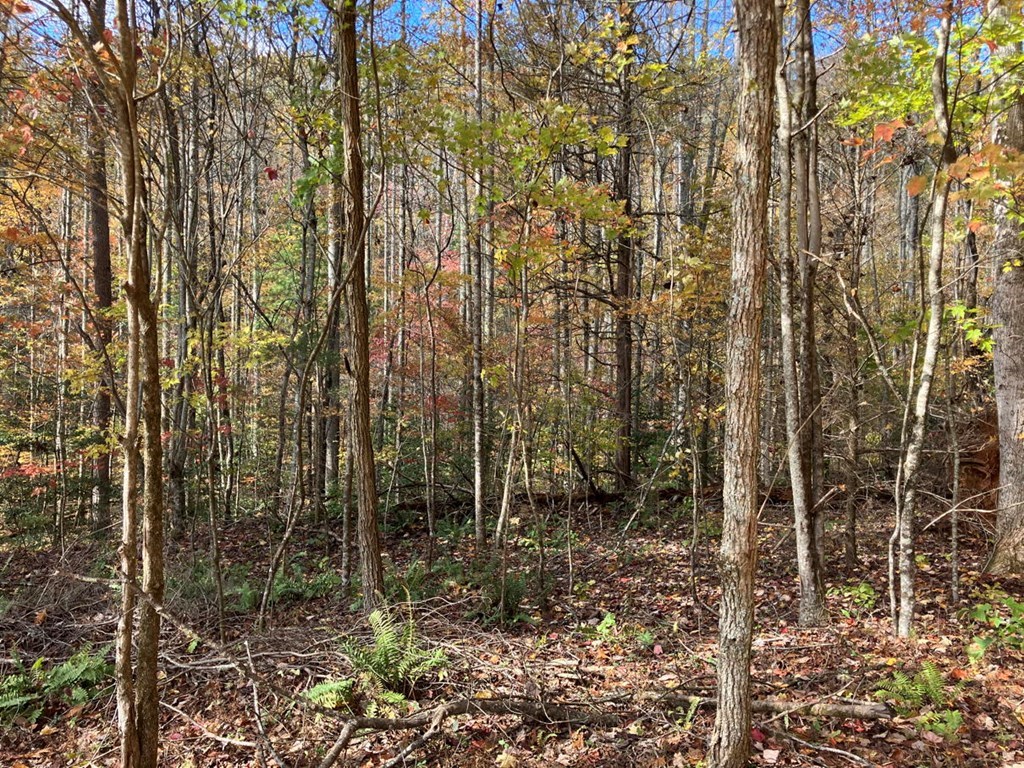 39-acres Hedden Stiles Road Murphy, NC 28906 - Photo 10 of 30 a view of outdoor space and garden