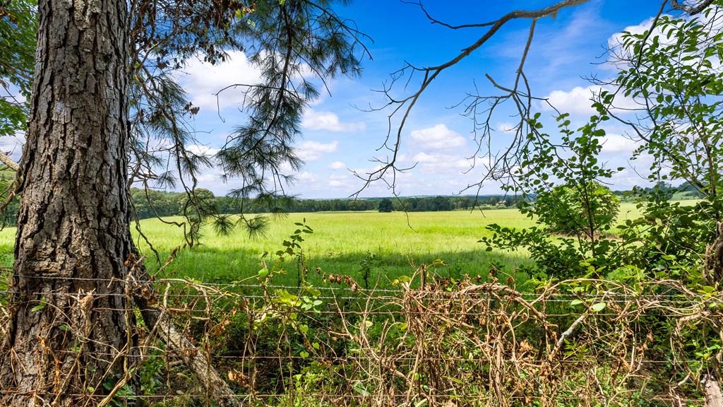 349 New Hope Road Mauk, GA 31058 - Photo 7 of 48 neighbors green pastures/views