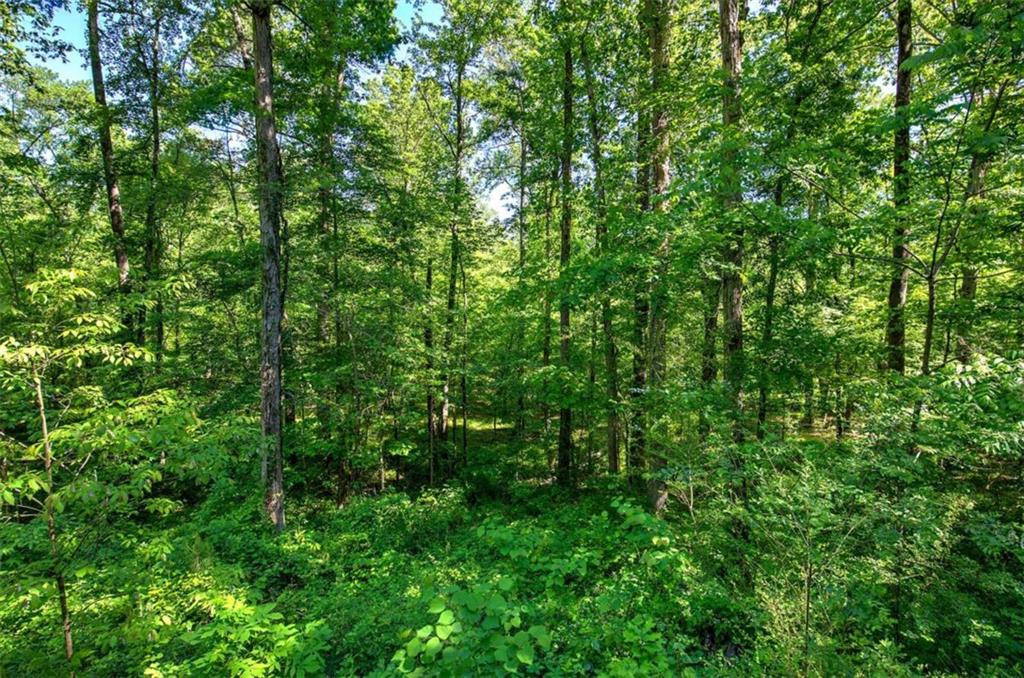 567 Fred Kelly Road Northeast Rome, GA 30161 - Photo 8 of 59 a view of a lush green forest
