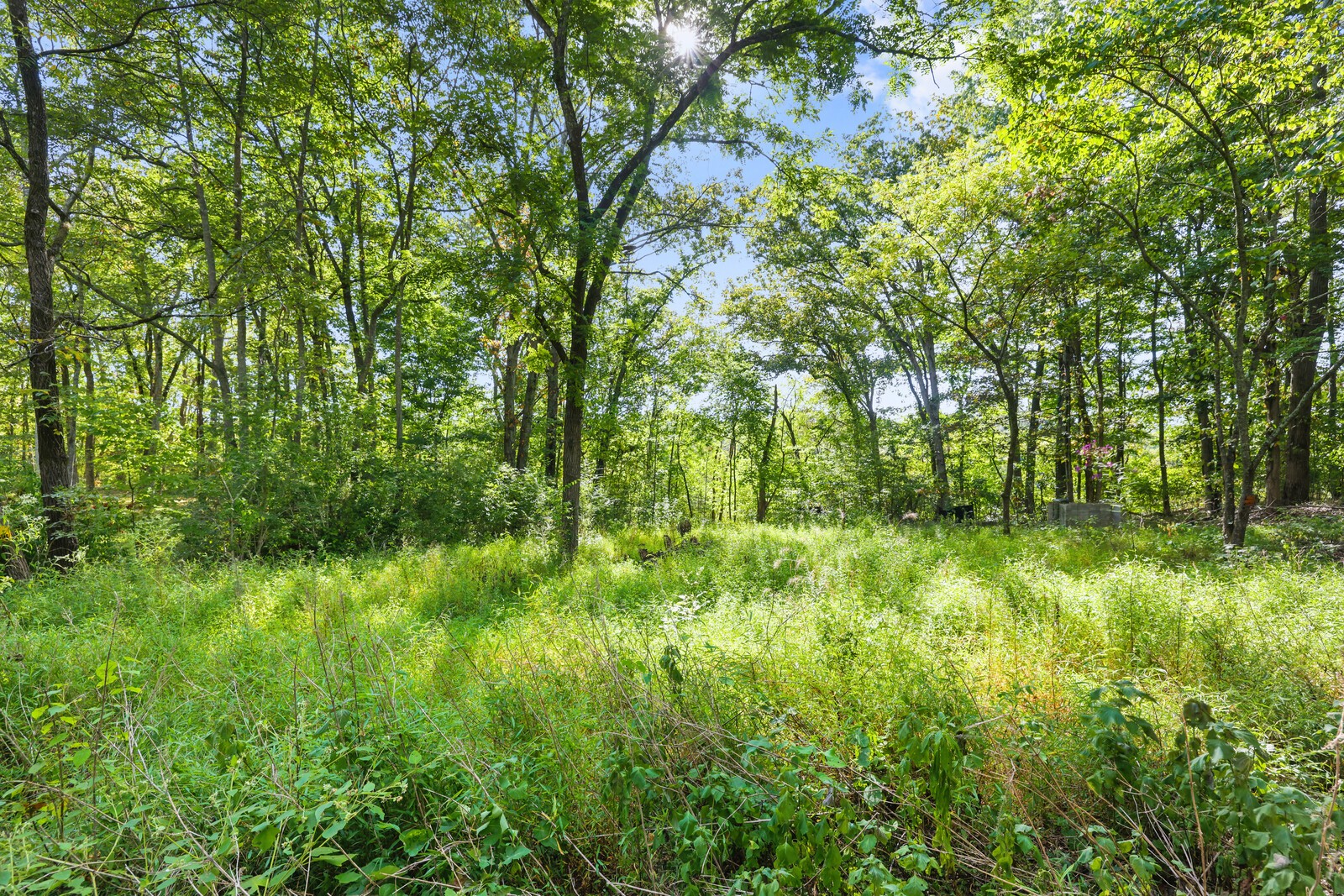 580 Carr Lane Castalian Springs, TN 37031 - Photo 12 of 15