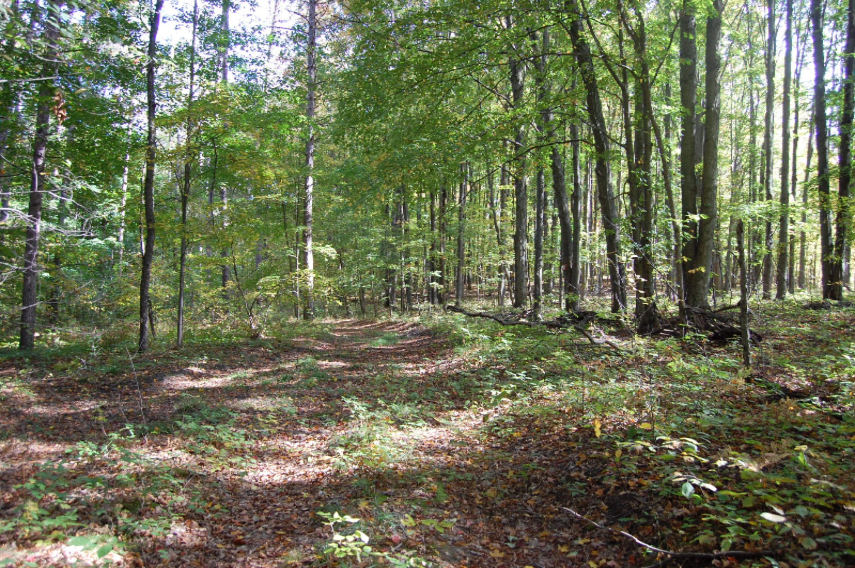 6141 East 6th Road Manton, MI 49663 - Photo 23 of 63 DSC_0025