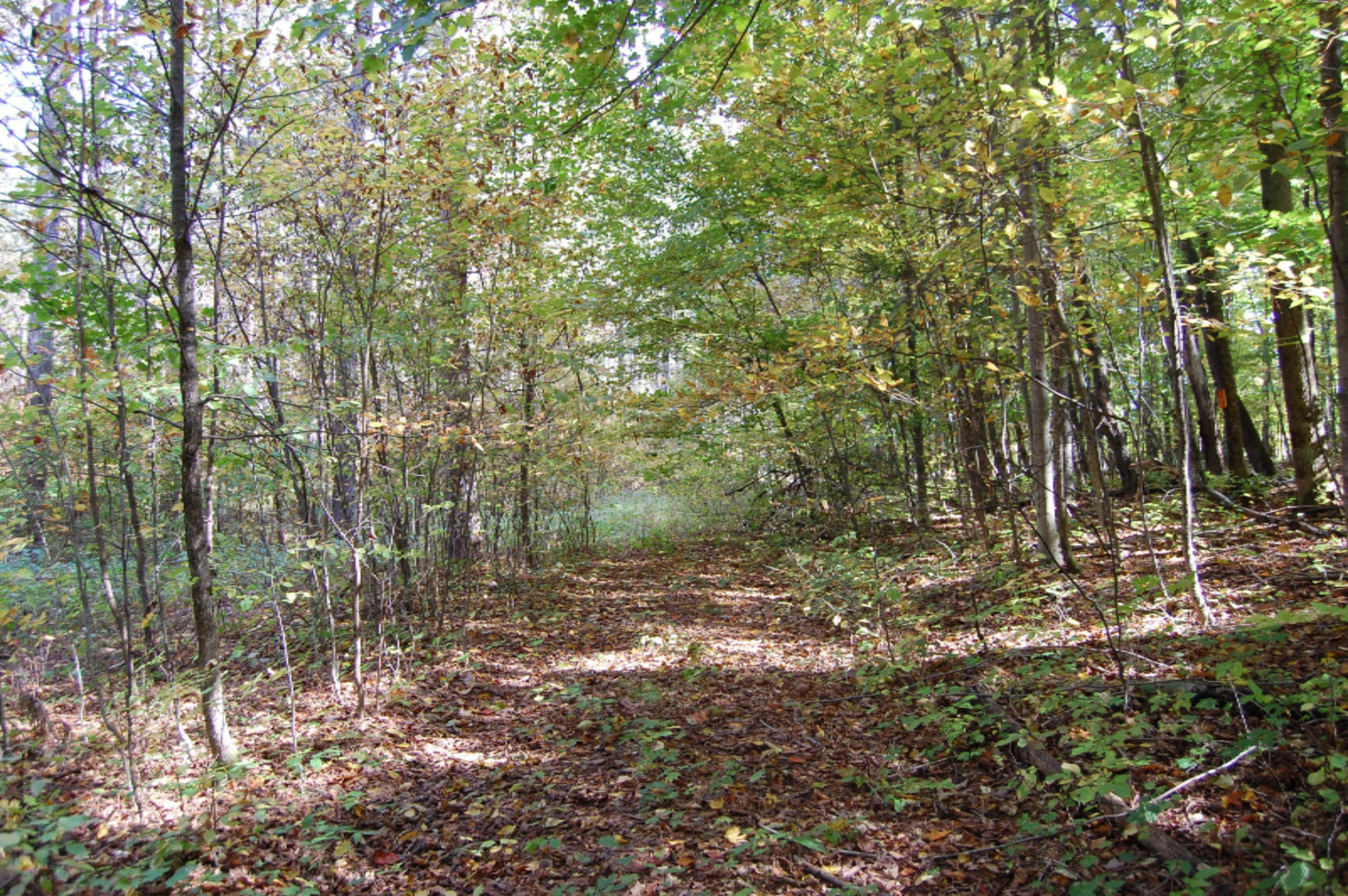 6141 East 6th Road Manton, MI 49663 - Photo 25 of 63 DSC_0027