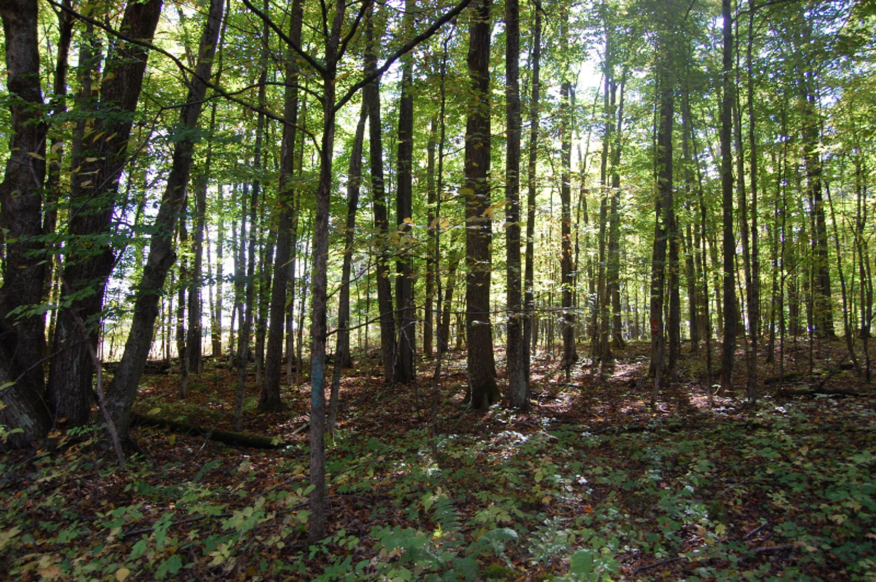 6141 East 6th Road Manton, MI 49663 - Photo 26 of 63 DSC_0028