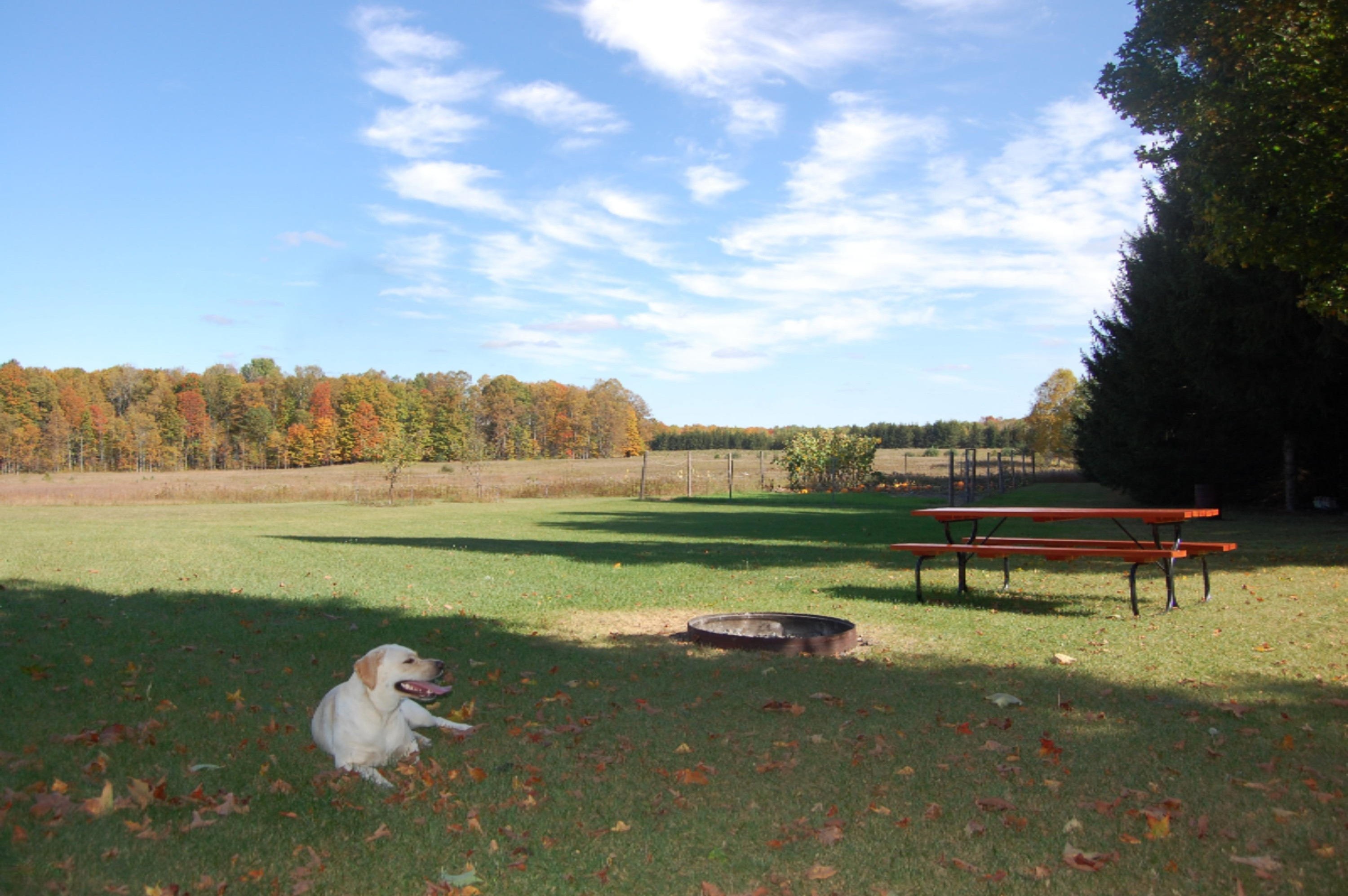 6141 East 6th Road Manton, MI 49663 - Photo 33 of 63 DSC_0035