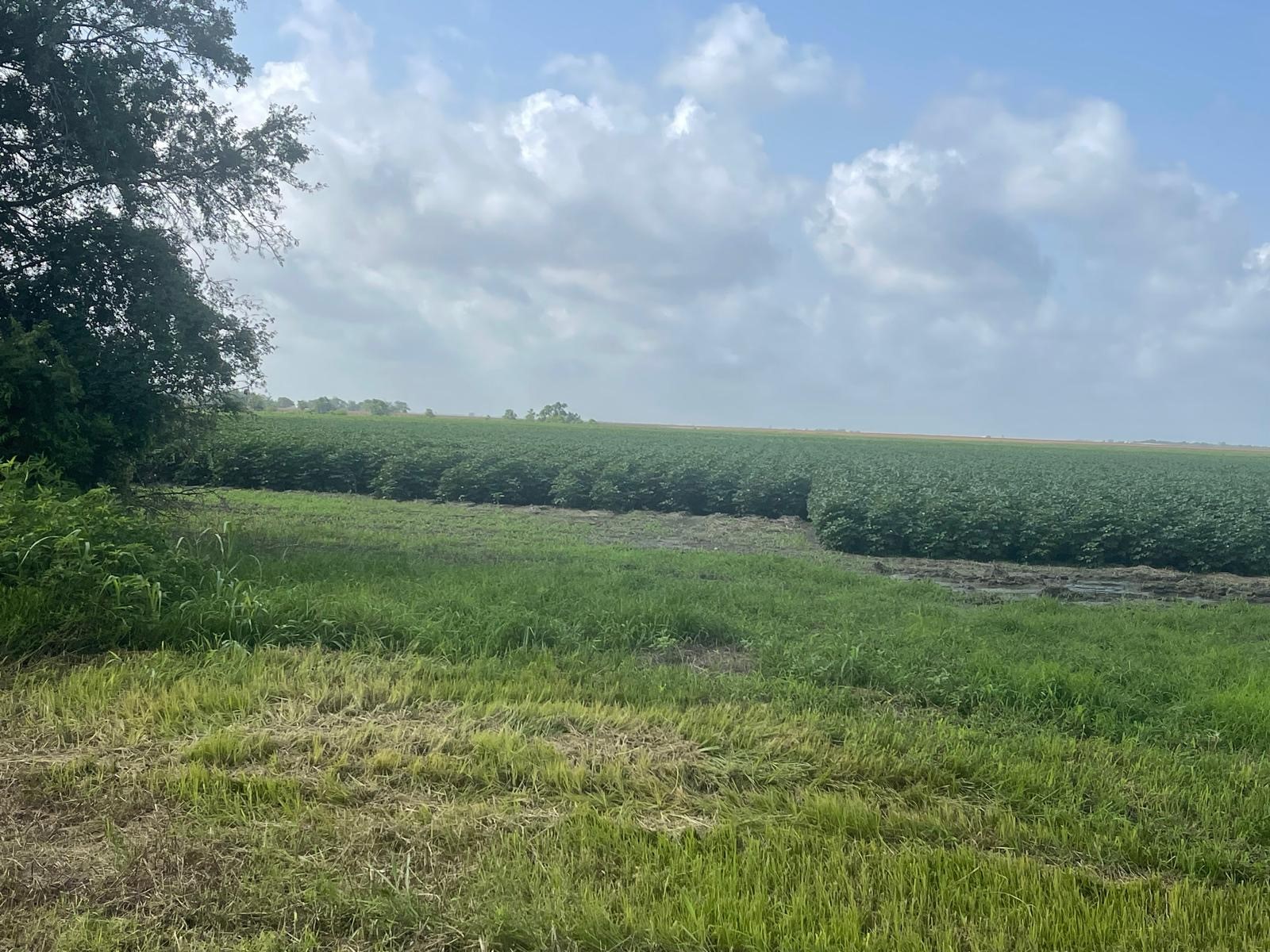 10815 Koym Road Beasley, TX 77417 - Photo 1 of 8 a view of an outdoor space and a yard