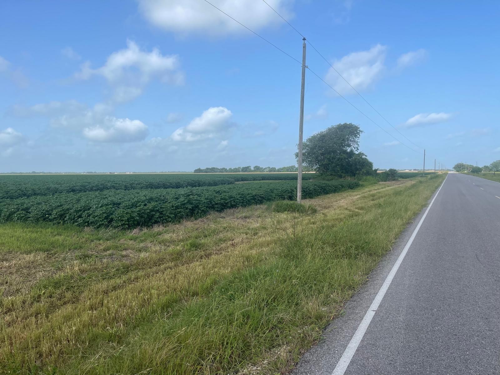 10815 Koym Road Beasley, TX 77417 - Photo 3 of 8 a view of a field
