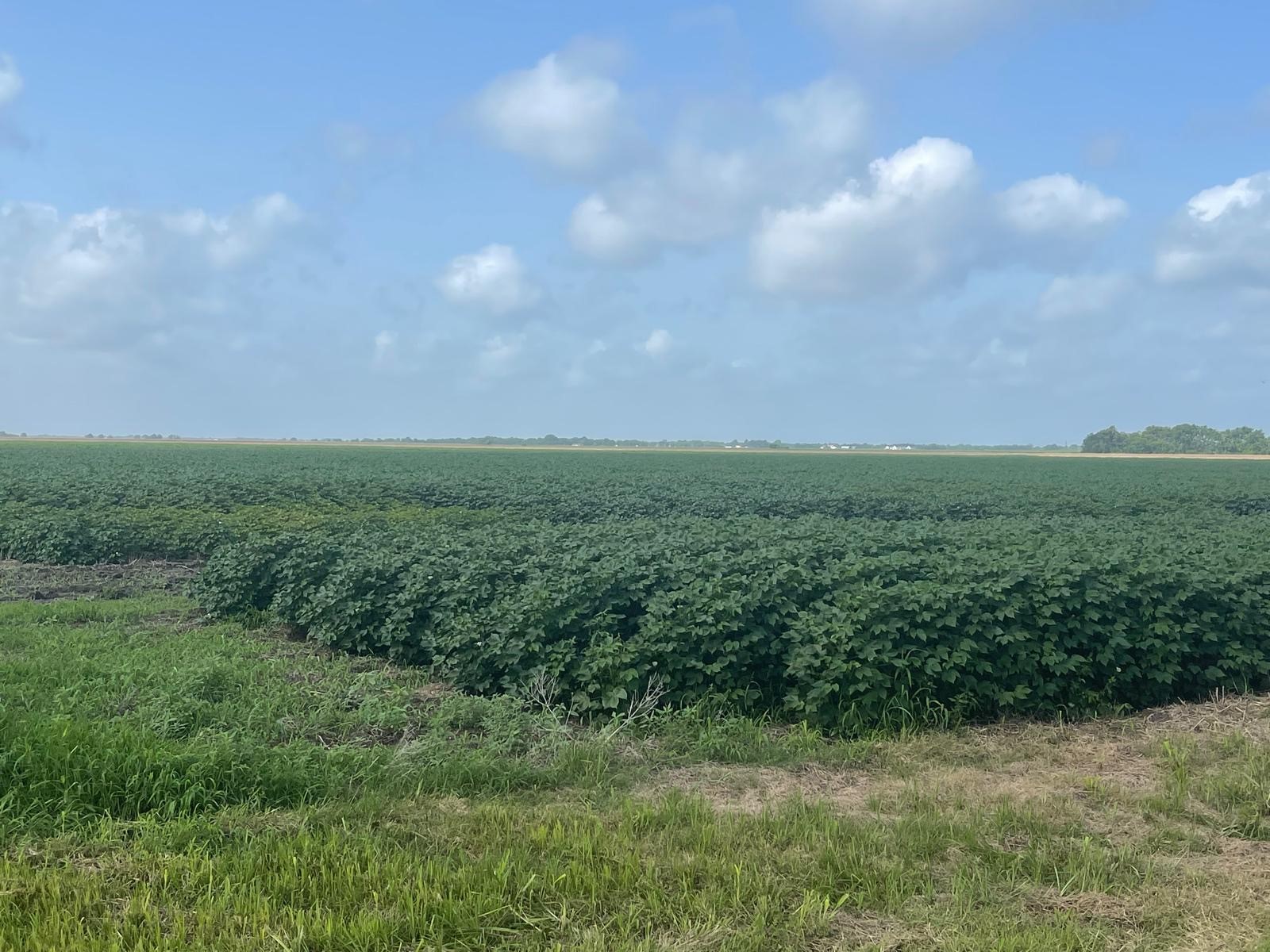 10815 Koym Road Beasley, TX 77417 - Photo 4 of 8 a view of a green field
