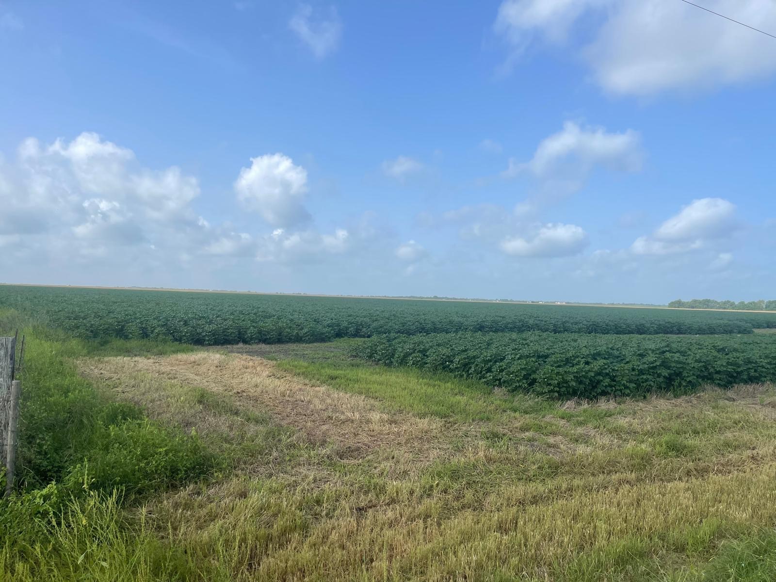 10815 Koym Road Beasley, TX 77417 - Photo 5 of 8 a view of a field of grass and trees
