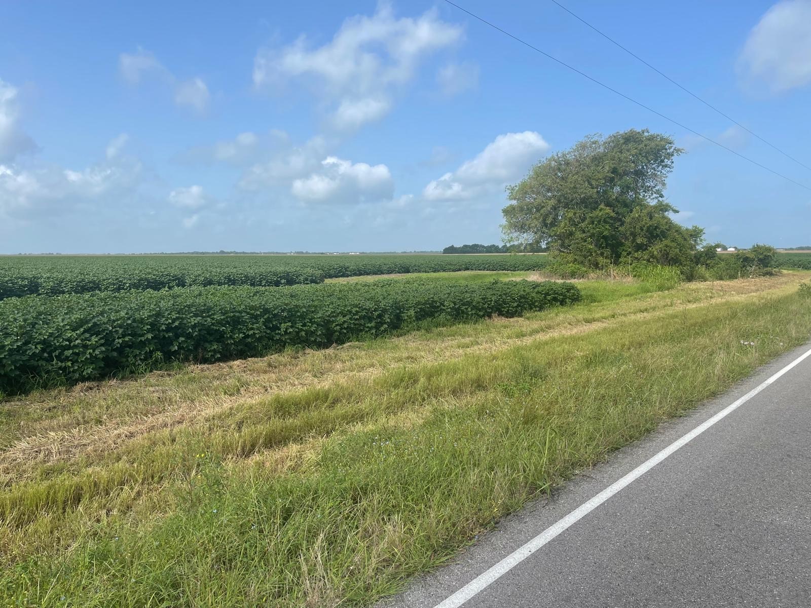 10815 Koym Road Beasley, TX 77417 - Photo 6 of 8 a view of a green field with wooden fence